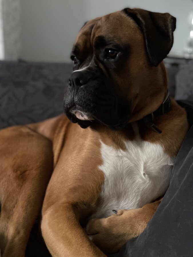 Dog Trainer - About Holly 11 16 – Walkden puppy trainer