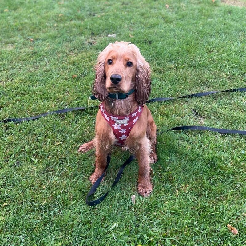 – Weaste in-home dog trainer