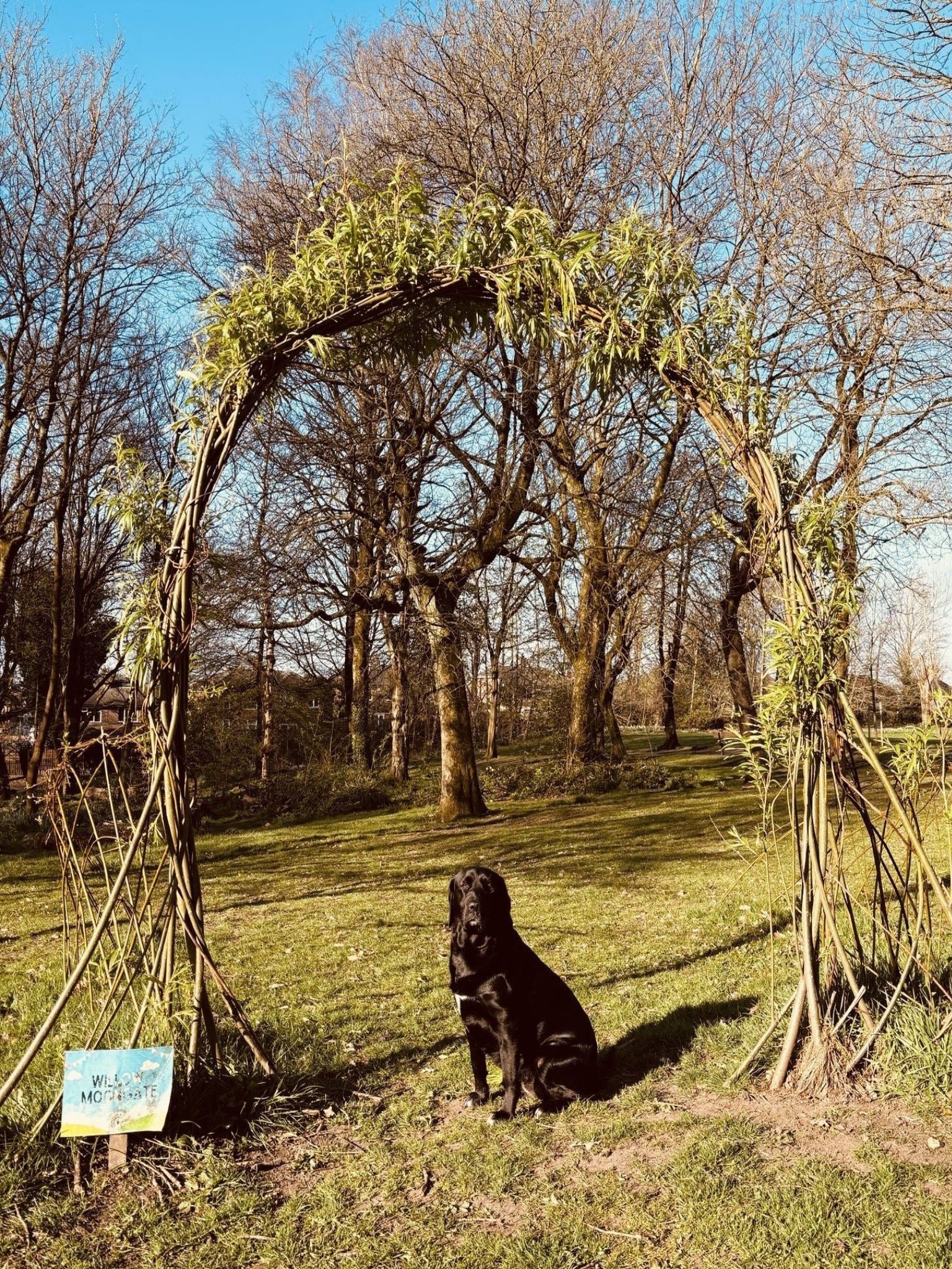 Dog Trainer - About Holly 14 Betsi – Swinton certified dog trainer