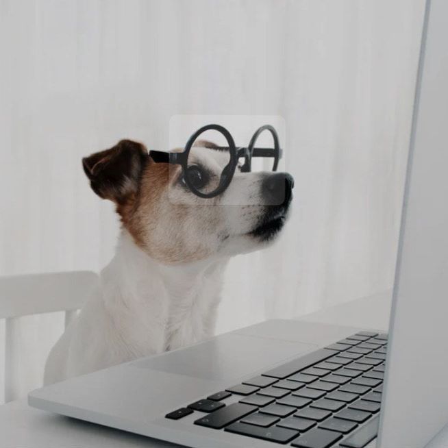 Remote training – Monton dog trainer for reactive dogs